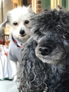 White dog and gray dog