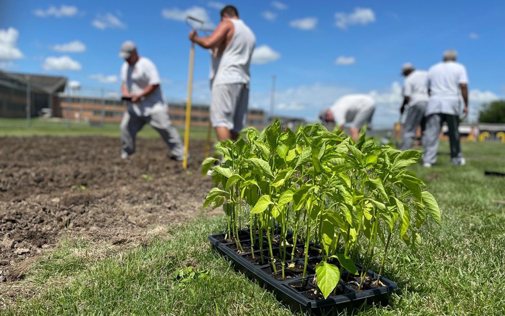 Offenders tend to a garden at the Moberly Correctional Center